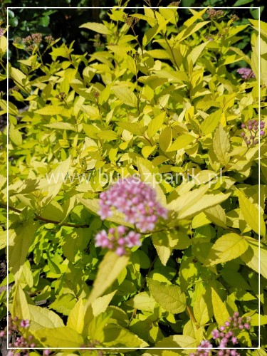 Tawuła japońska 'Goldmound'- Spiraea japonica C3l
