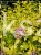 Tawuła japońska 'Goldmound'- Spiraea japonica C3l