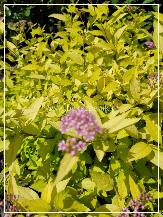 Tawuła japońska 'Goldmound'- Spiraea japonica C3l