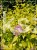 Tawuła japońska 'Goldmound'- Spiraea japonica C3l