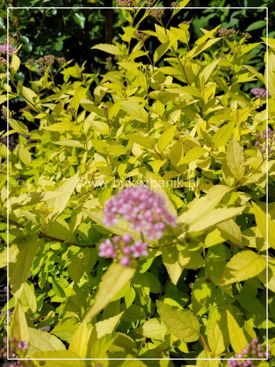Tawuła japońska 'Goldmound'- Spiraea japonica C3l