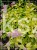 Tawuła japońska 'Goldmound'- Spiraea japonica C3l