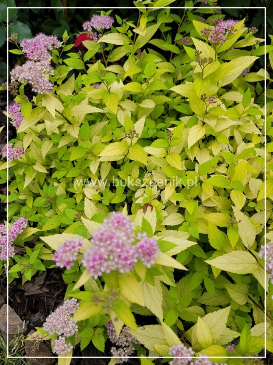 Tawuła japońska 'Goldmound'- Spiraea japonica C3l
