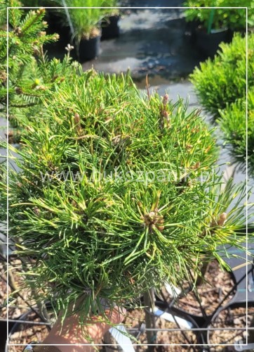 Sosna Górska - Sunshine - Pinus Mugo na pniu PA 70-100cm, C5l