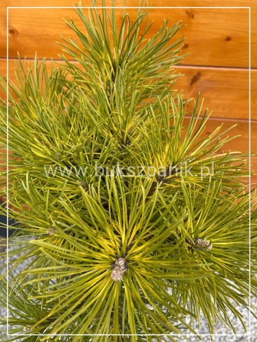 Sosna Górska - Sunshine - Pinus Mugo na pniu PA 70-100cm, C5l
