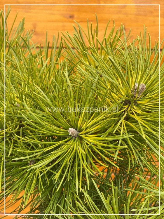 Sosna Górska - Sunshine - Pinus Mugo na pniu PA 70-100cm, C5l