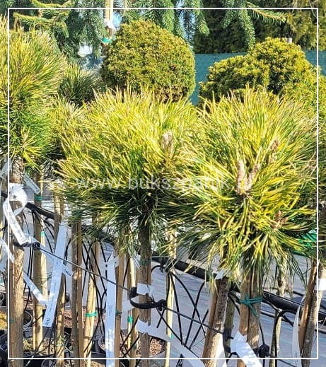 Sosna Górska - Sunshine - Pinus Mugo na pniu PA 70-100cm, C5l