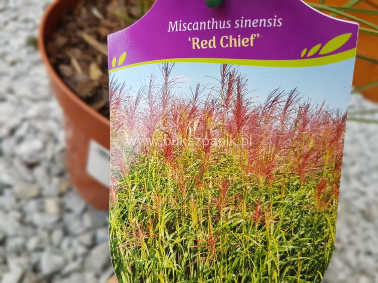 Miskant chiński Red Chief - Miscanthus sinensis Red Chief