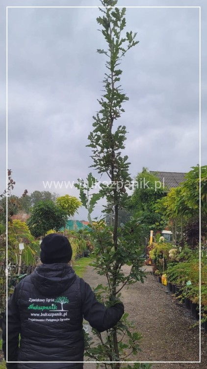 Dąb szypułkowy 'Fastigiate Koster' wys.320cm ob: 6-8cm