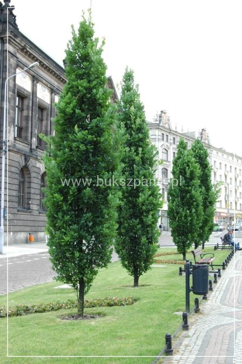 Dąb szypułkowy 'Fastigiate Koster' wys.320cm ob: 6-8cm