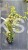 Bluszcz pospolity 'Goldheart'- Hedera helix