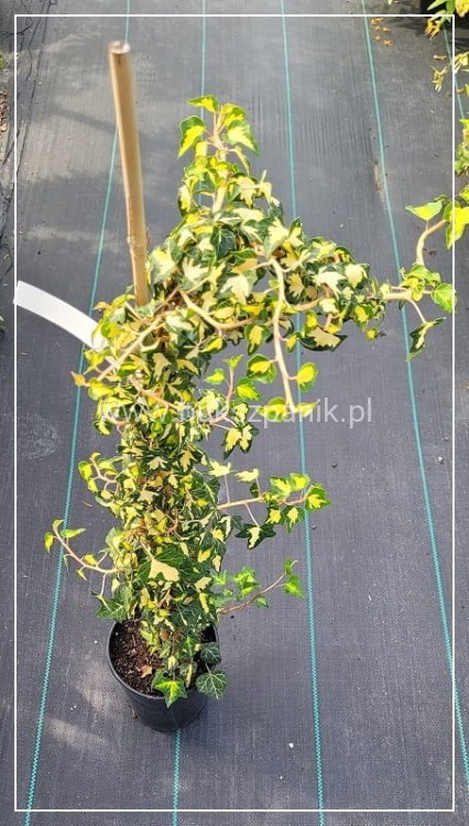 Bluszcz pospolity 'Goldheart'- Hedera helix