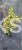 Bluszcz pospolity 'Goldheart'- Hedera helix