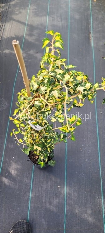 Bluszcz pospolity 'Goldheart'- Hedera helix