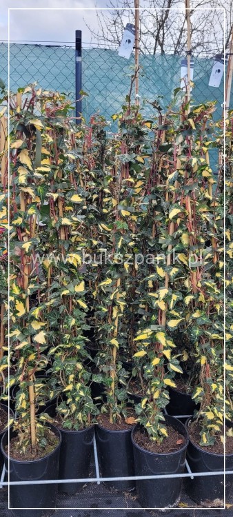 Bluszcz pospolity 'Goldheart'- Hedera helix
