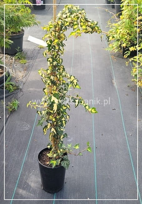 Bluszcz pospolity 'Goldheart'- Hedera helix