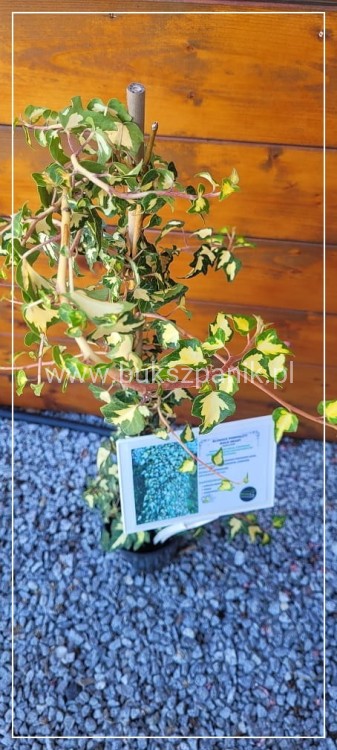 Bluszcz pospolity 'Goldheart'- Hedera helix