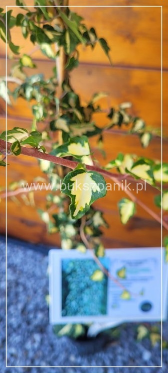 Bluszcz pospolity 'Goldheart'- Hedera helix