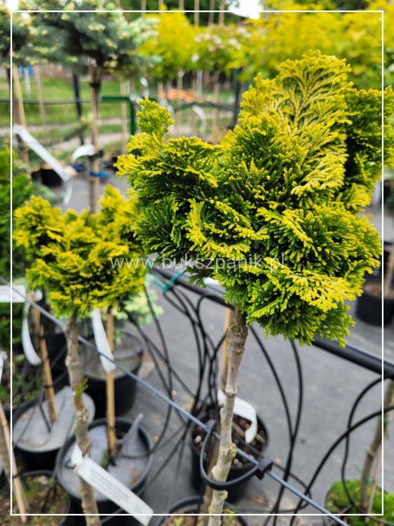 Cyprysik tępołuskowy "Jan Dekker" Chamaecyparis obtusa Pa70-80 cm
