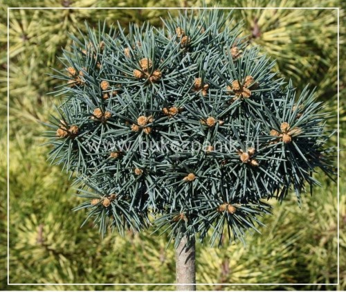 Świerk kłujący 'Brynek'- Picea pungens PA 75-85cm