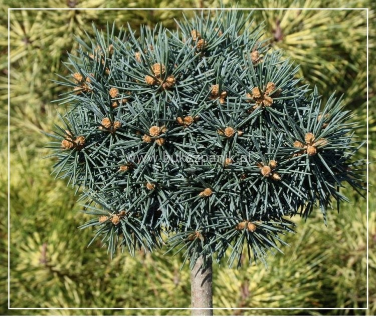 Świerk kłujący 'Brynek'- Picea pungens PA 75-85cm