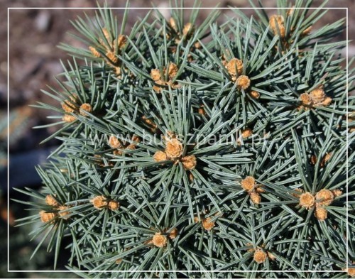 Świerk kłujący 'Brynek'- Picea pungens PA 75-85cm
