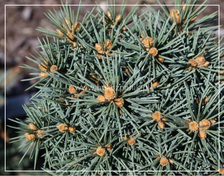 Świerk kłujący 'Brynek'- Picea pungens PA 75-85cm