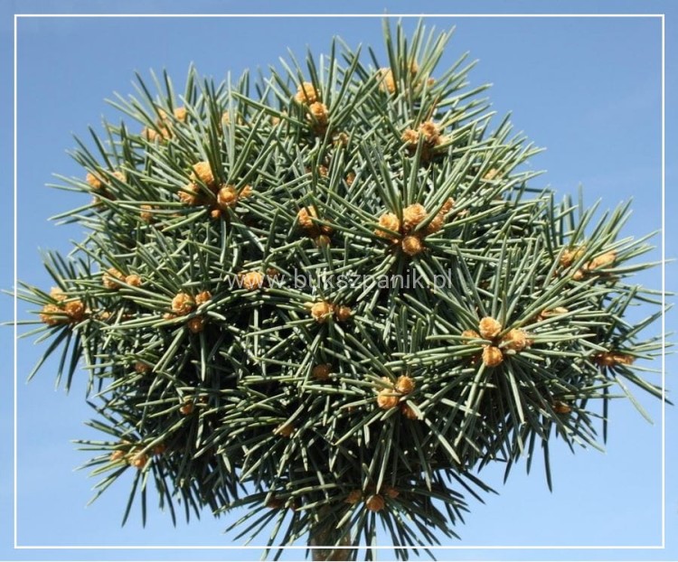 Świerk kłujący 'Brynek'- Picea pungens PA 75-85cm