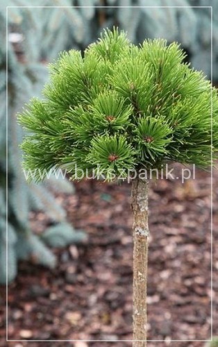 Sosna górska syn. kosodrzewina "LITTLE GOLDSTAR" Pinus mugo