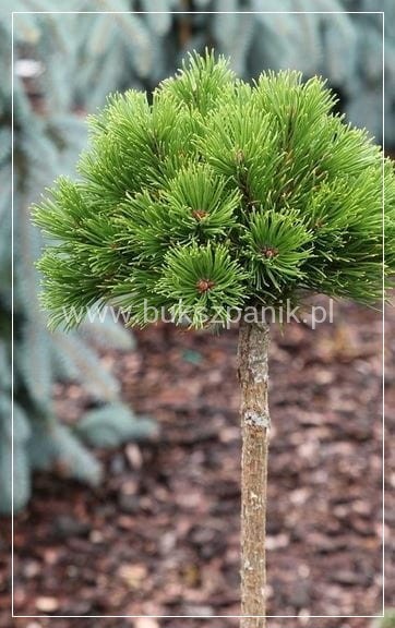 Sosna górska syn. kosodrzewina "LITTLE GOLDSTAR" Pinus mugo