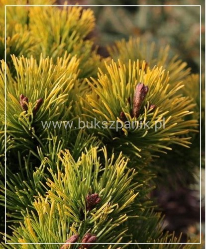 Sosna górska syn. kosodrzewina "LITTLE GOLDSTAR" Pinus mugo