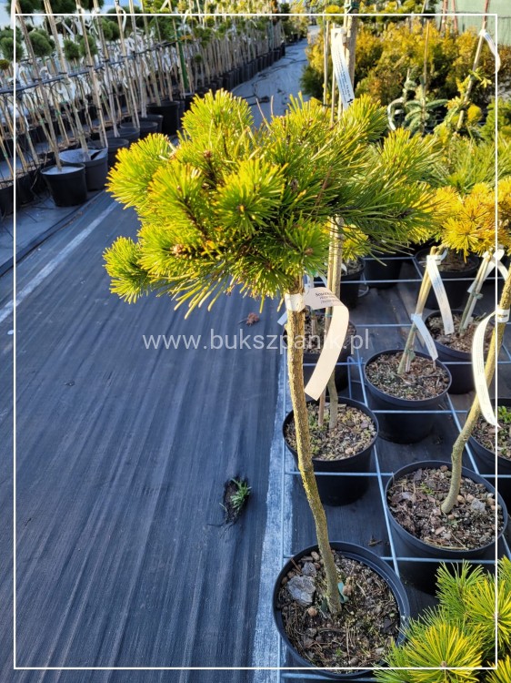 Sosna górska syn. kosodrzewina "LITTLE GOLDSTAR" Pinus mugo