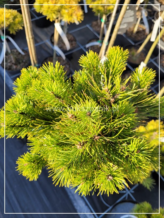 Sosna górska syn. kosodrzewina "LITTLE GOLDSTAR" Pinus mugo