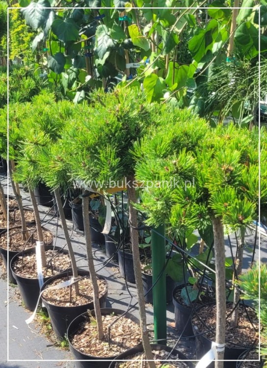 Sosna górska syn. kosodrzewina "LITTLE GOLDSTAR" Pinus mugo