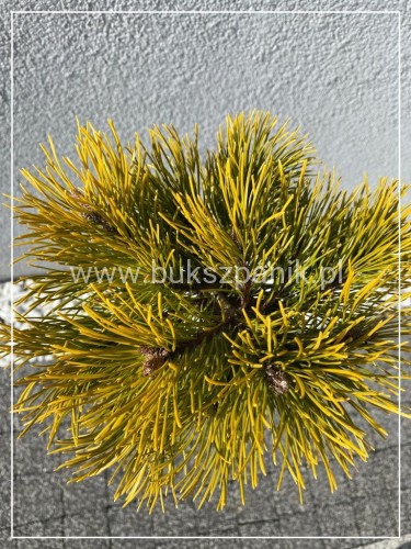 Sosna kosodrzewina- Pinus Mugo "Starkl" PA 65-80cm