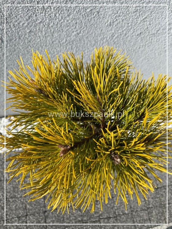 Sosna kosodrzewina- Pinus Mugo "Starkl" PA 65-80cm