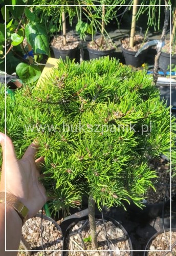 Sosna kosodrzewina- Pinus Mugo "Starkl" PA 65-80cm