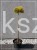Sosna kosodrzewina- Pinus Mugo "Starkl" PA 65-80cm