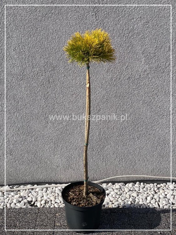 Sosna kosodrzewina- Pinus Mugo "Starkl" PA 65-80cm