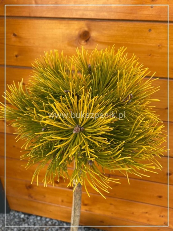 Sosna kosodrzewina- Pinus Mugo "Starkl" PA 65-80cm