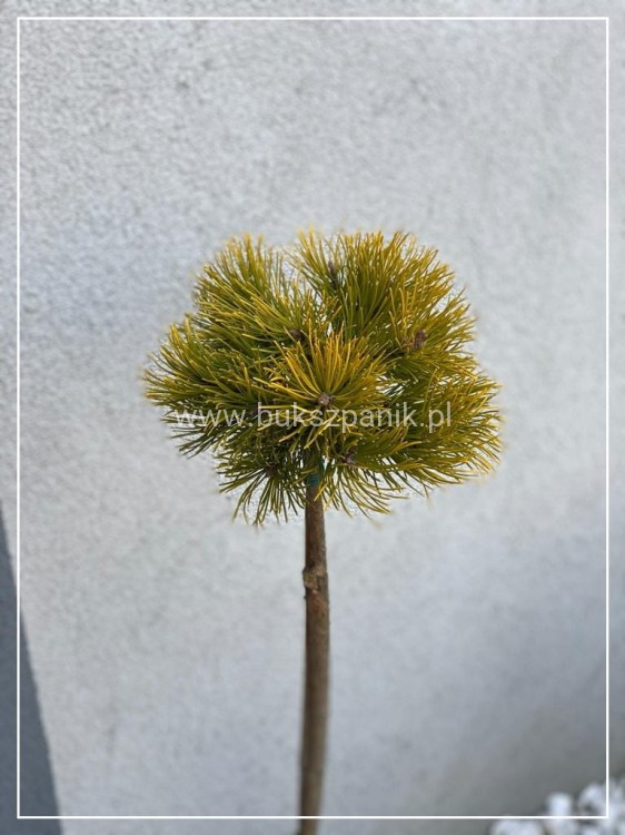 Sosna kosodrzewina- Pinus Mugo "Starkl" PA 65-80cm