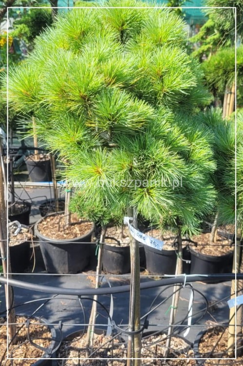 WhatsApp Image 2024-07-10 at 10.16.37.jpeg