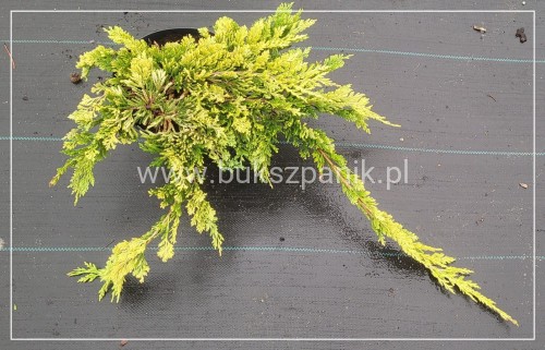 Jałowiec płożący "Golden Carpet " juniperus Horizontalis