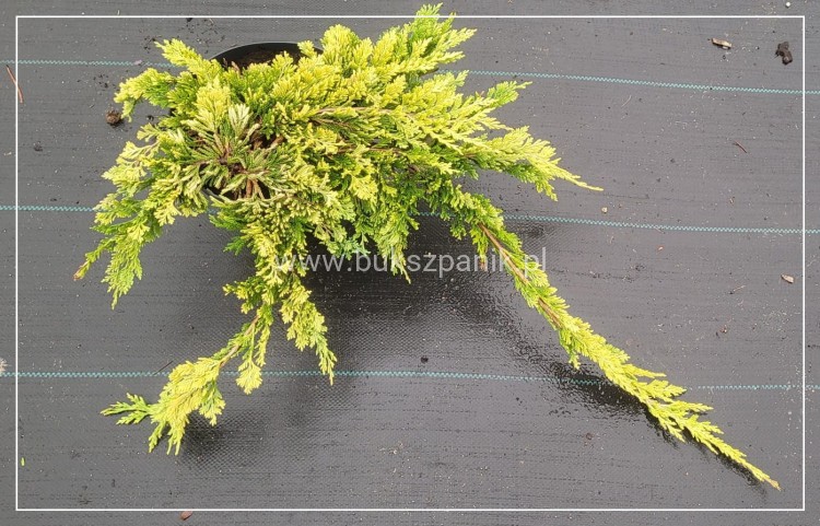 Jałowiec płożący "Golden Carpet " juniperus Horizontalis