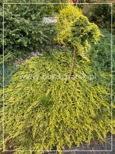 Jałowiec płożący "Golden Carpet " juniperus Horizontalis