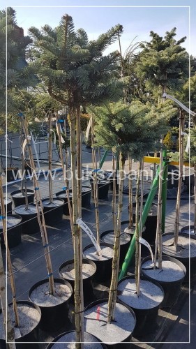Jodła górska 'Compacta'- Abies lasiocarpa PA: 100-130cm C20l