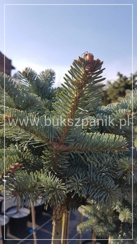 Jodła górska 'Compacta'- Abies lasiocarpa PA: 100-130cm C20l