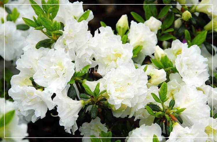 Azalia SCHNEEPERLE 'Hachschnee'- Azalea japonica - Rododendron