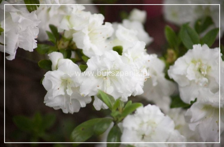 Azalia SCHNEEPERLE 'Hachschnee'- Azalea japonica - Rododendron