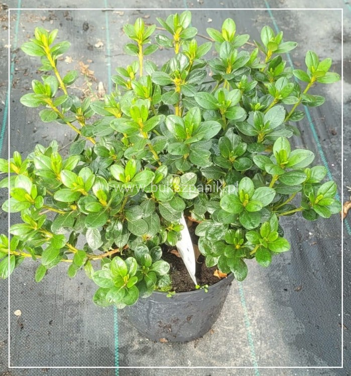 Azalia SCHNEEPERLE 'Hachschnee'- Azalea japonica - Rododendron